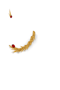 Cty1r.png