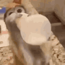 CETlR.gif